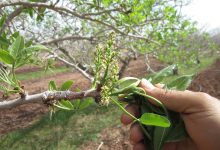 خواب خرگوشی درختان پسته