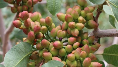 گزارش ماه ژوئن پسته آمریکا
