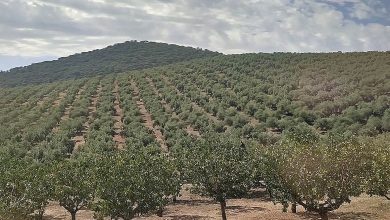باغ پسته اسپانیا